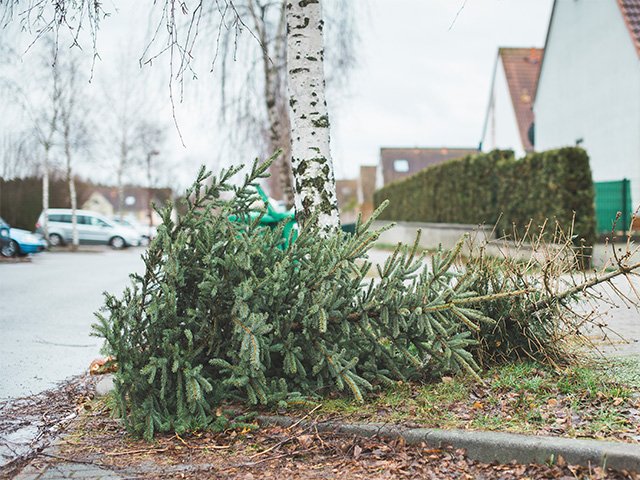 arghco christmass tree removals