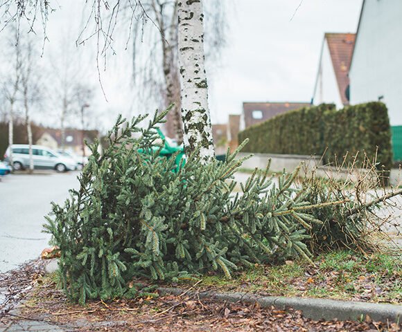 arghco christmass tree removals 580x480