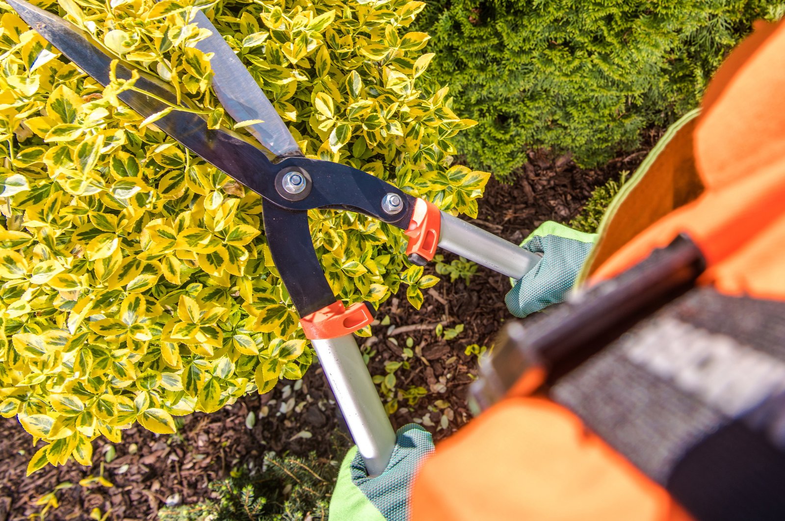 Gardener Plants Trimming Job